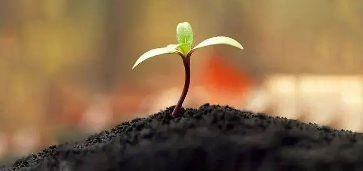 内蒙古生物有机肥有哪些优点