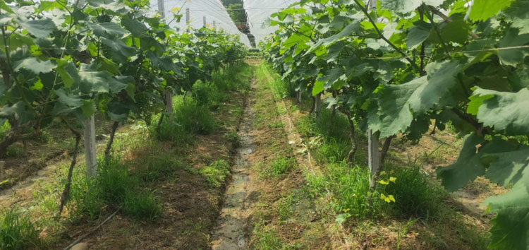 内蒙古河套沃丰生物有机肥在江西省宜春市夏黑葡萄种植园区成效显著