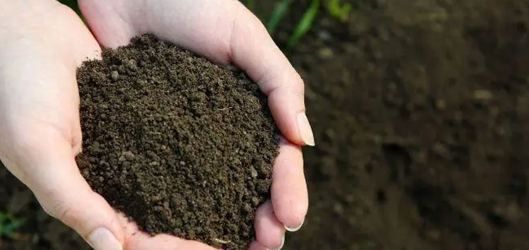 内蒙古生物有机肥的施用方法