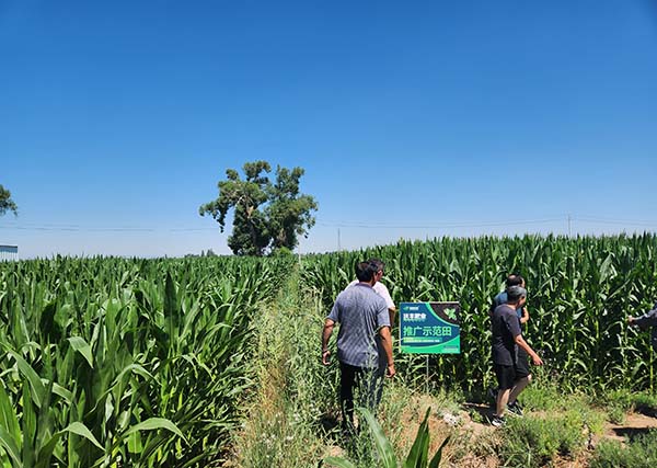 内蒙古巴彦淖尔市五原县玉米试验示范