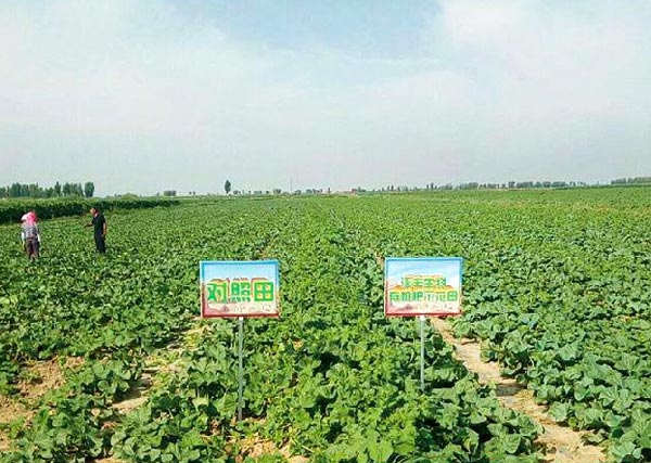 04 2018年五原沃丰生物有机肥塔尔湖金联4队蜜瓜示范田.jpg