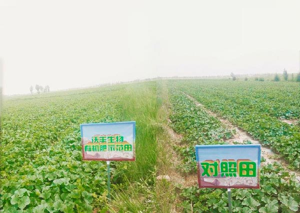 03 2018年五原沃丰生物有机肥塔尔湖金联3队蜜瓜示范田.jpg